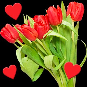 Plant nature hearts