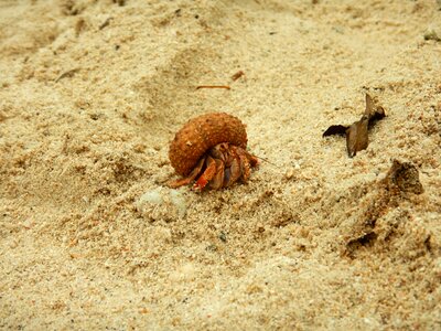 Beach animal cancer