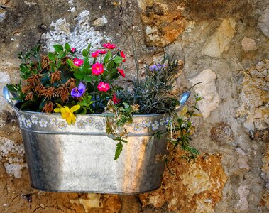 Flower pot flora photo