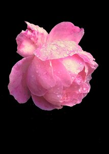 Nature rose petal photo