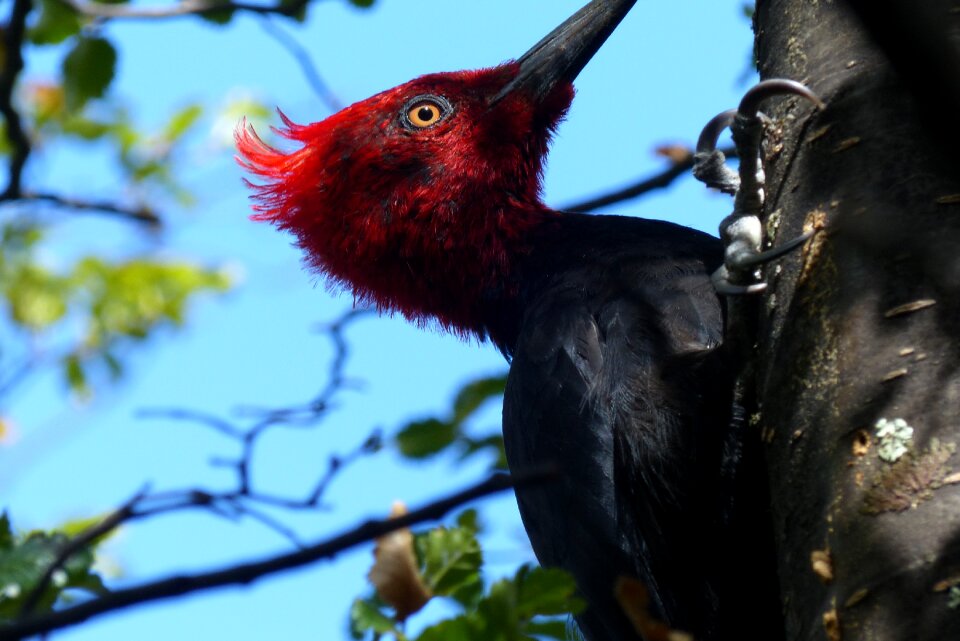 Bird animal portrait