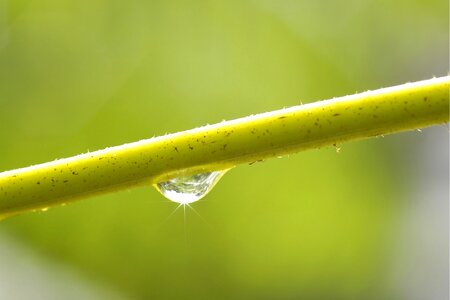 Nature plant dew