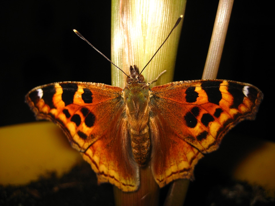Insect wing wildlife