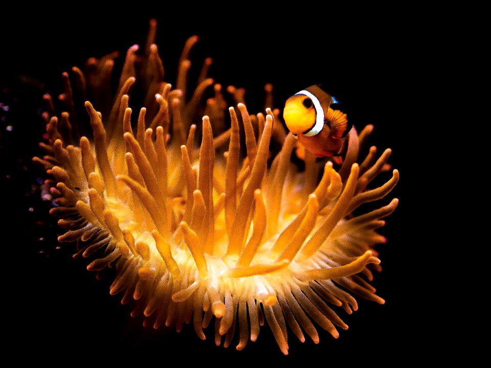 Underwater world fish sea photo