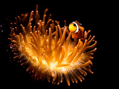 Underwater world fish sea