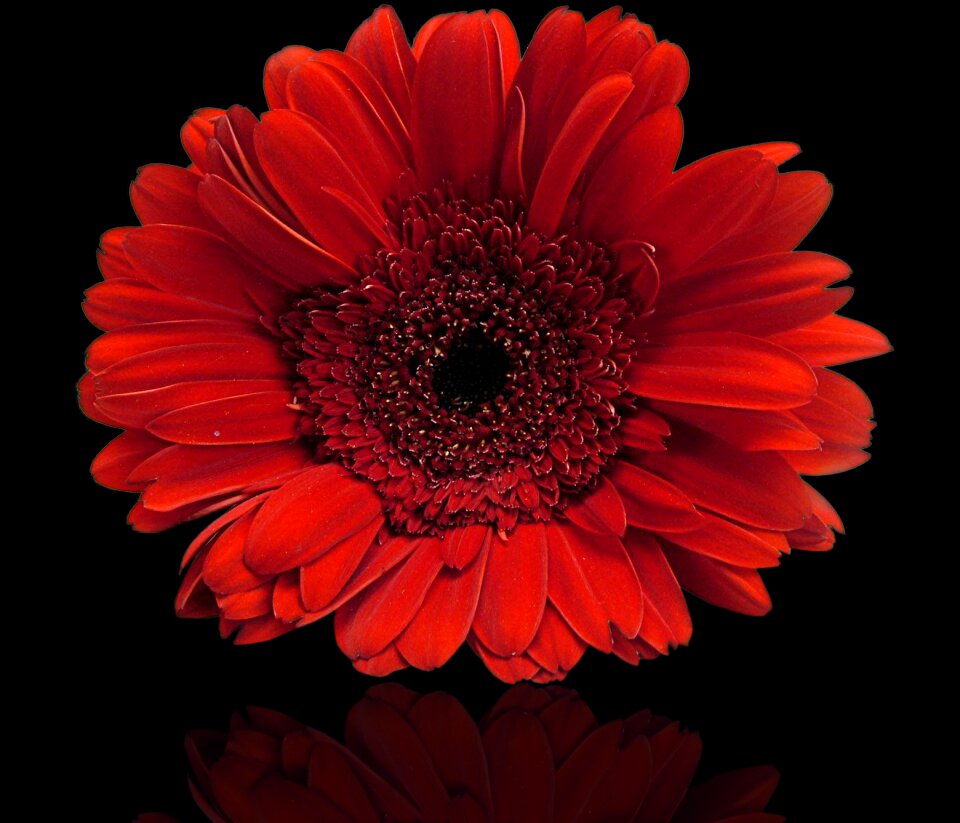 Nature flowers black background