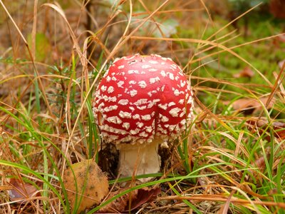 Lawn amanita forest photo