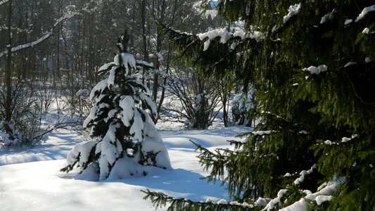 Nature white snowy