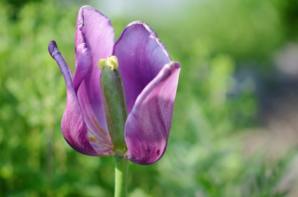 Nature lilac purple photo