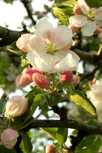 Nature plant apple blossom
