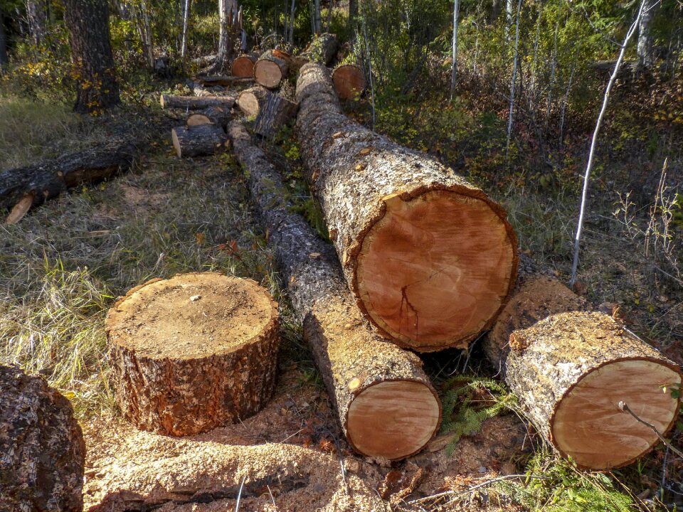 Tree log flora firewood