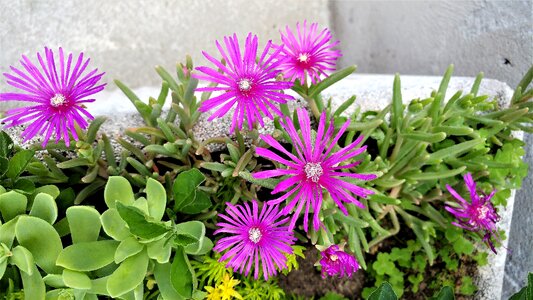 Summer garden botany