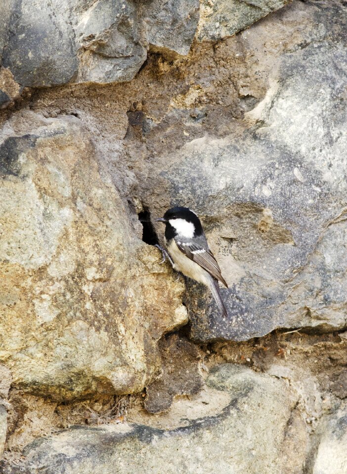 Bird nesting bird cole tit