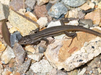 Nature lizard reptilia