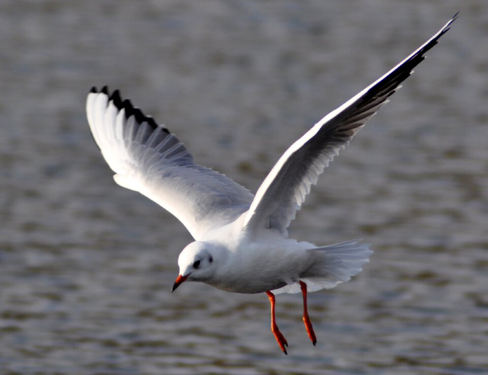 Wing nature flight
