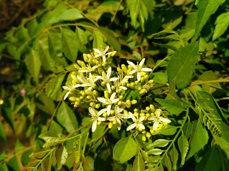 Tree branch curry leaves