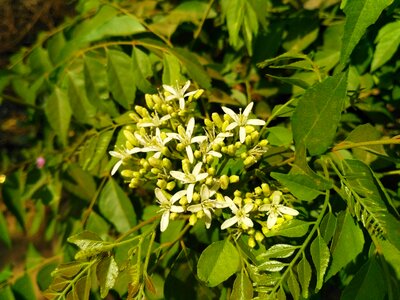 Tree branch curry leaves