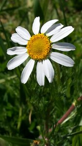 Summer leaf daisy photo