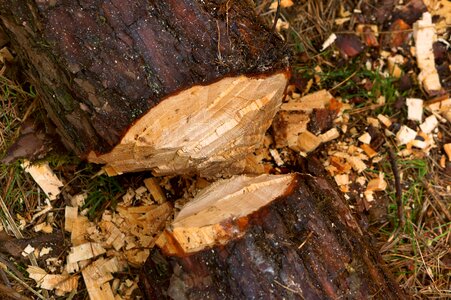 Wood tree balance beam photo