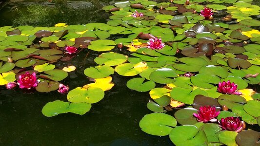 Lotus water lily plant