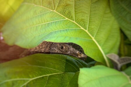 Closeup environment iguana