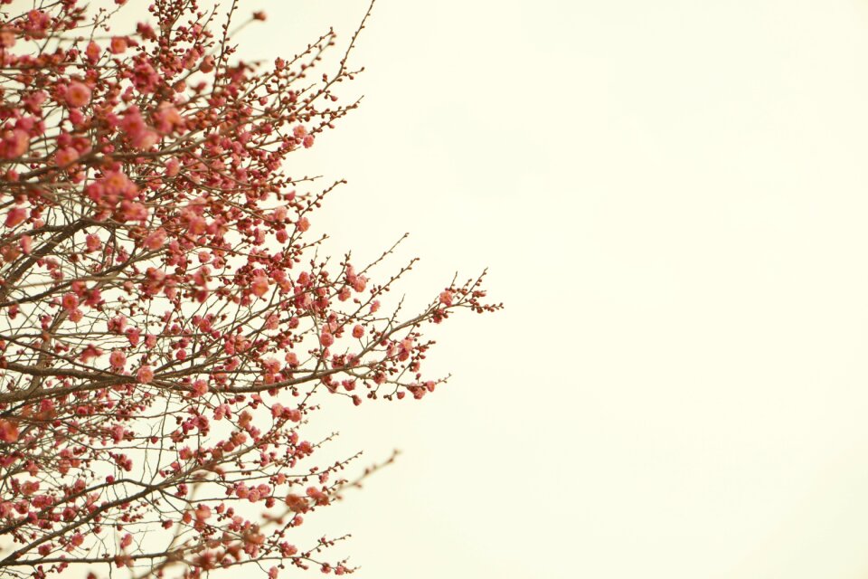 Nature plum red plum