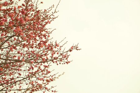 Nature plum red plum
