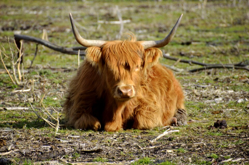 Fauna lawn highland cattle