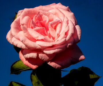 Romance petal