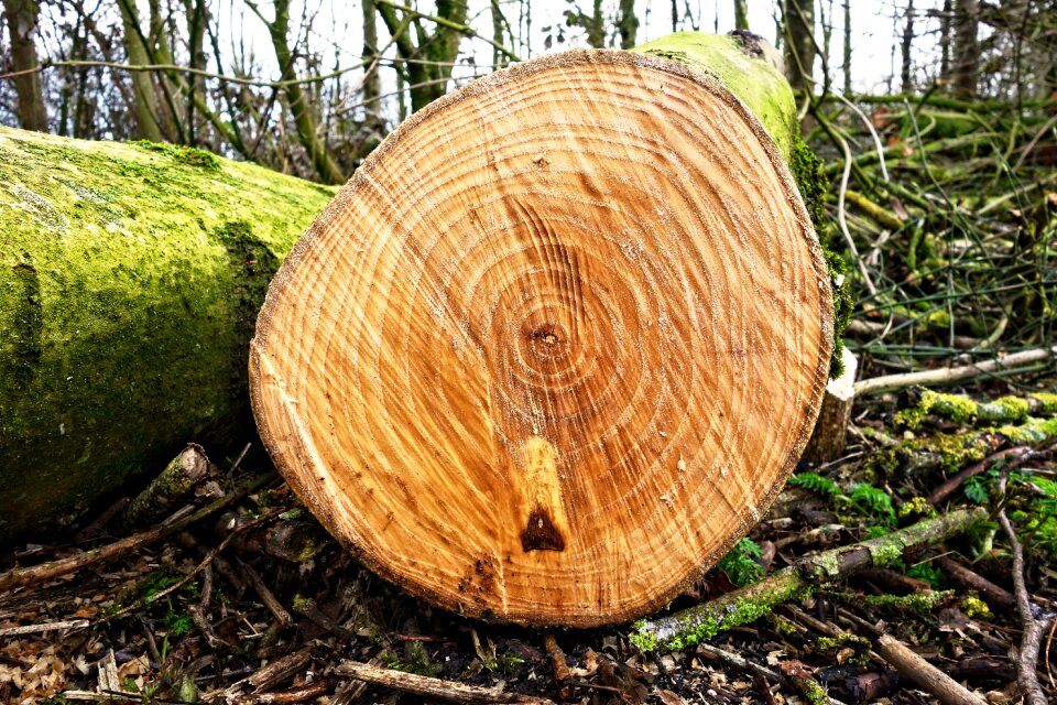 Lumber chopped sawed