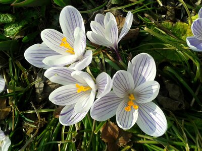 Plant garden flowers