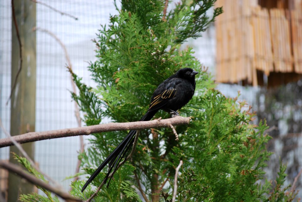 Outdoors wildlife wood