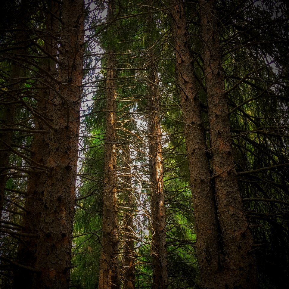 Conifer outdoors landscape
