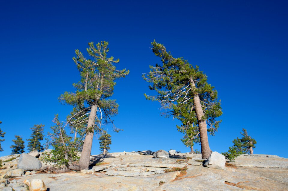 Tree landscape olmsted point