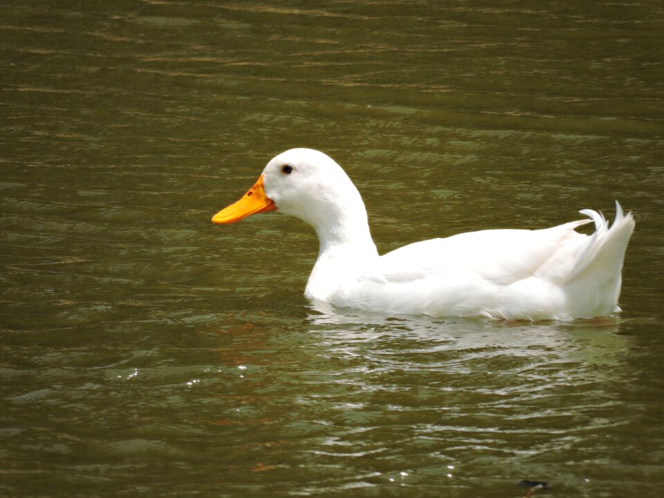 Waterfowl wildlife lake