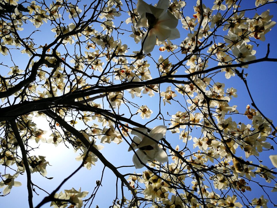 Branch nature outdoor