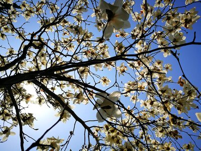 Branch nature outdoor