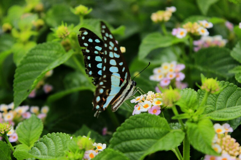 Flower outdoors