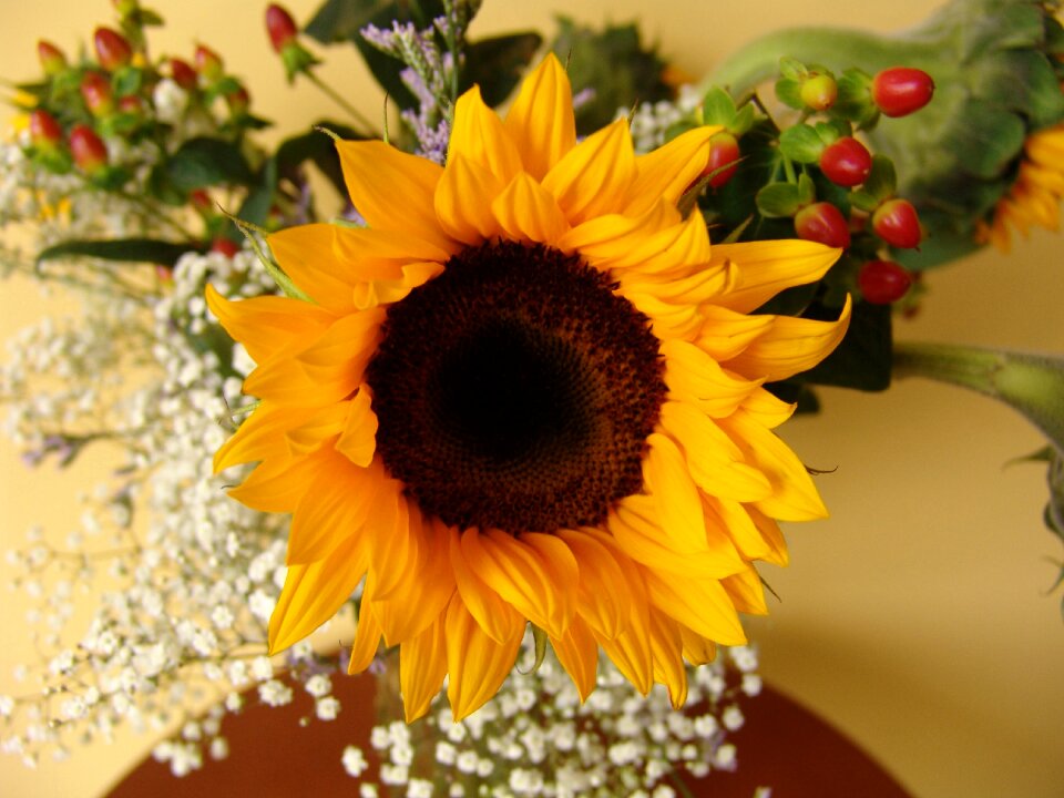Leaf petal sunflower