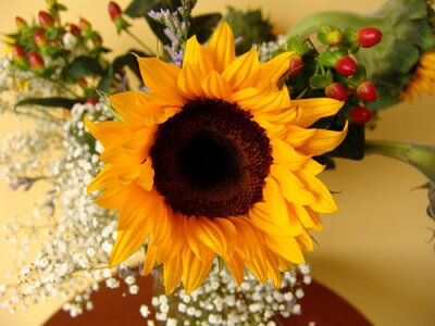 Leaf petal sunflower photo