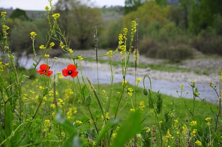 Plant chan river photo