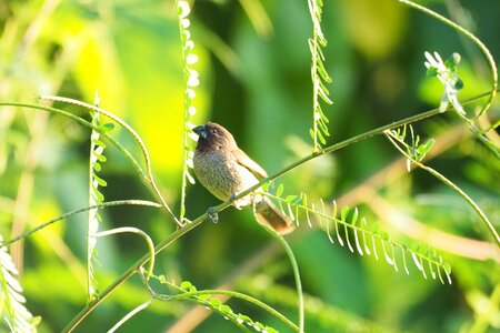 Little outdoors bird