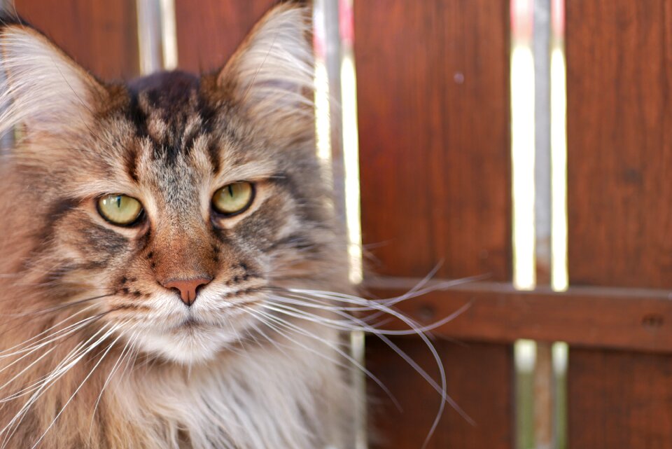 Cat portrait cute