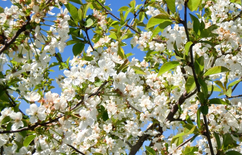 Plant cherry garden