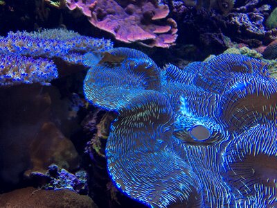 Coral ocean aquarium photo