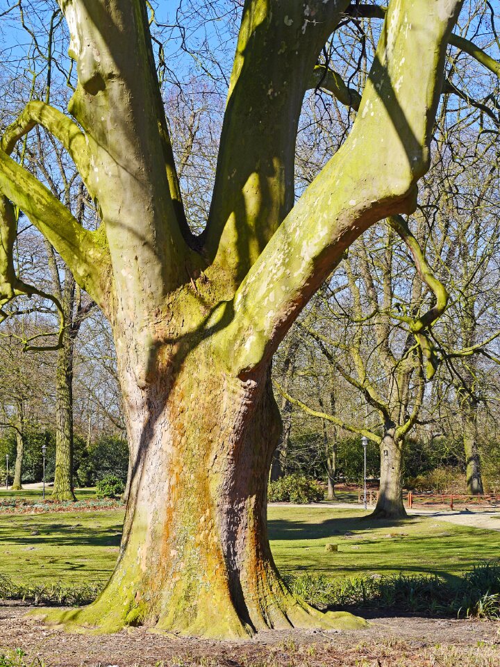Extensive tree nature