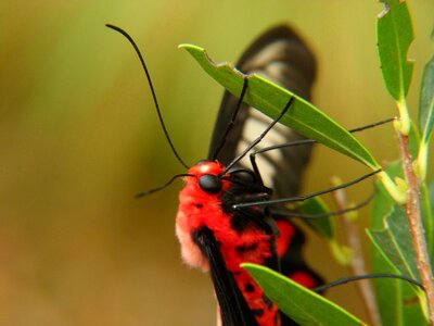 Animals antennae butterfly