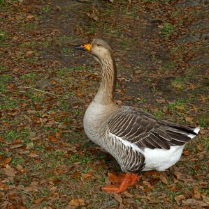 Goose duck geese
