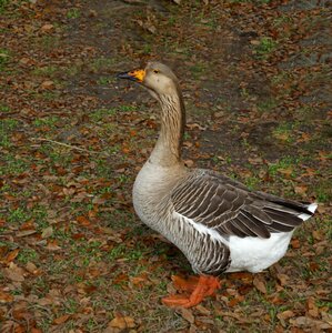 Goose duck geese photo