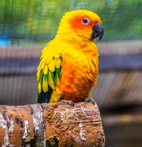 Macaw parakeet